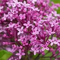 Syringa Bloomerang Dark Purple