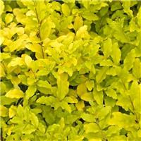Ligustrum Lemon and Lime - Sunshine Ligustrum