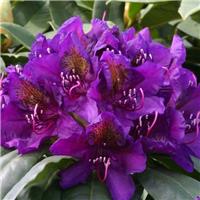 Rhododendron Marcel Menard - Deep Purple Rhododendron