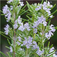 Miss Jessops Upright - Fragrant Rosmarinus officinalis - Rosemary Bush