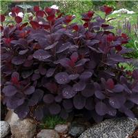 Cotinus Royal Purple - Purple Smoke Bush