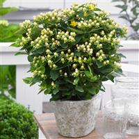 Hypericum Miracle Blizz