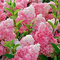 Hydrangea paniculata Vanilla Fraise - LARGE Vanilla Strawberry Hydrangea