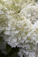Hydrangea paniculata Phantom