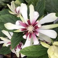 Calycanthus Venus - Carolina allspice