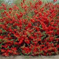 Chaenomeles superba Orange Trail