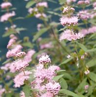 Caryopteris clandonensis Stephi - Pink Caryopteris
