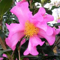 Camellia sasanqua Cleopatra