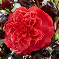 Camellia japonica 'Femme Fatale'