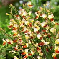 Cytisus Firefly
