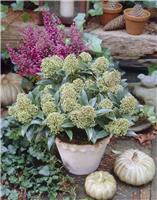 Skimmia japonica Marlot - in Bud and Bloom