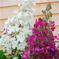 Hydrangea paniculata Candlelight