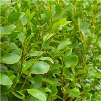 Griselinia littoralis 'Apple Green' - Green Horizon Newzealand Privet - Large Specimen Plant