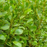 Griselinia littoralis 'Apple Green' - Green Horizon New Zealand Privet