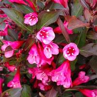 Weigela florida Victoria