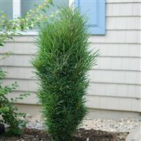 Rhamnus frangula alnus 'Fine Line' - Buckhorn