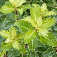Pittosporum tenuifolium Gold Star - Abbotsbury Gold Evergreen kohuhu