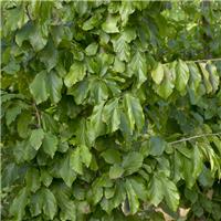 Parrotia persica 'Vanessa' - Persian Ironwood