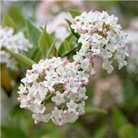 Viburnum x burkwoodii - Scented Burkwood Viburnum