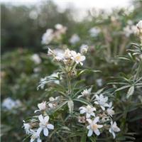 Choisya x dewitteana 'Snow Flurries' - Mexican Orange Blossom