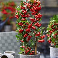 Pyracantha coccinea Red Star - Firethorn