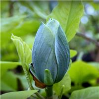 Magnolia acuminata Blue Baby