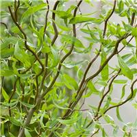 Salix babylonica tortuosa - Contorted Willow