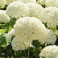 Hydrangea arborescens Annabelle - Large Specimen