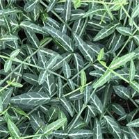 Euonymus fortunei Wolong Ghost - Evergreen Euonymus