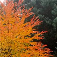 Multi-stem Toffee Apple Tree - Cercidiphyllum japonicum - Katsura Tree circa 80-120cm
