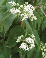 Heptacodium miconioides - Seven Son Flower