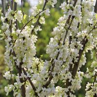 Cercis chinensis 'Shirobana' - White Chinese Redbud