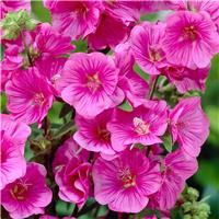 Lavatera Burgundy Wine