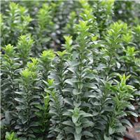Euonymus japonicus Green Spire - Young Plant