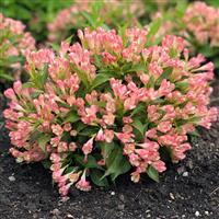 Weigela florida All Summer Peach