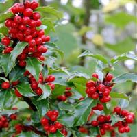 Ilex meserveae 'Blue Maid' - Evergreen Female Holly Shrub in Berry - Large Bush