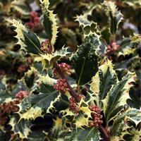 Ilex aquifolium Ferox Argentea - Silver Hedgehog Holly - LARGE