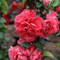 Chaenomeles Pink Storm - Double Flowering Ornamental Quince