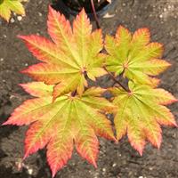 Acer japonicum Vitifolium - Vine leaved Japanese Maple - LARGE