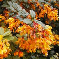 Berberis x lolongenis 'Apricot Queen'