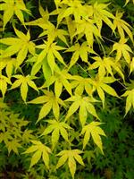 Acer palmatum Aoyagi - Japanese Maple - LARGE