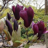 Magnolia Liliiflora Nigra