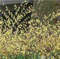 Corylopsis pauciflora - Buttercup Witch Hazel - Large Winter Hazel