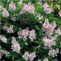Syringa patula 'Miss Kim' - Lilac Tree