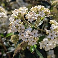 Viburnum odoratissimum awabuki