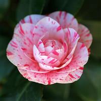 Camellia William Bartlett