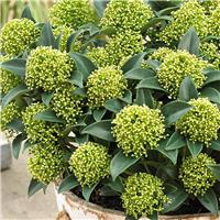 Skimmia japonica Globe White