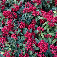 Skimmia japonica Temptation