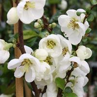 Chaenomeles x superba Jet Trail - Flowering Ornamental Quince