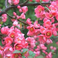 Chaenomeles x superba Pink Trail - Flowering Ornamental Quince